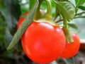 Solanum capsicastrum